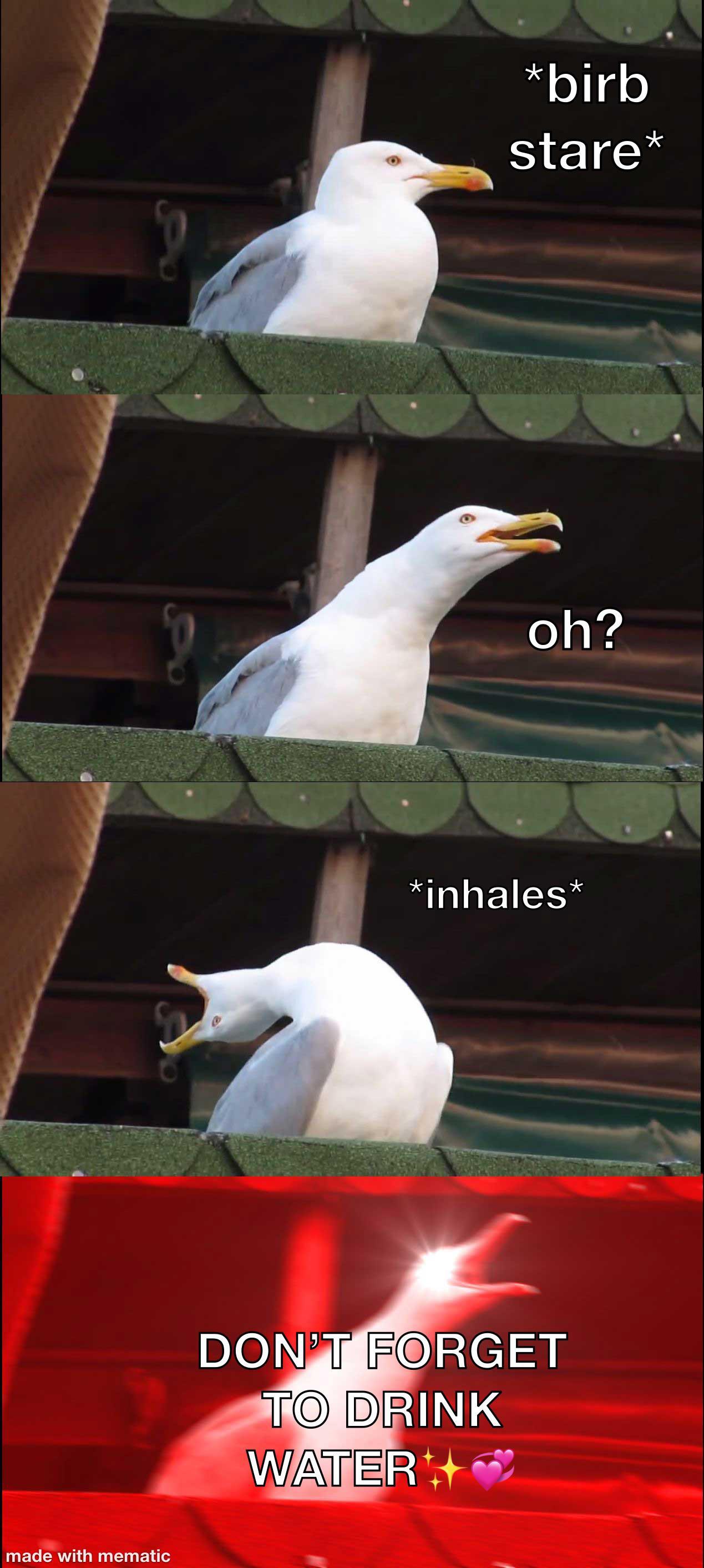vertically-oriented 4-panel meme: panel 1: seagull captioned "birb stare" panel 2: seagull leaning forward with mouth open, captioned "oh?" panel 3: seagull's mouth opened wide with head cocked backwards parallel to the ground, captioned "inhales" panel 4: seagull's mouth wide-open with its head facing forward at an upward angle, photo altered to make seagull's eyes glow and a bright red filter over the whole image, captioned "DON'T FORGET TO DRINK WATER ✨💞"