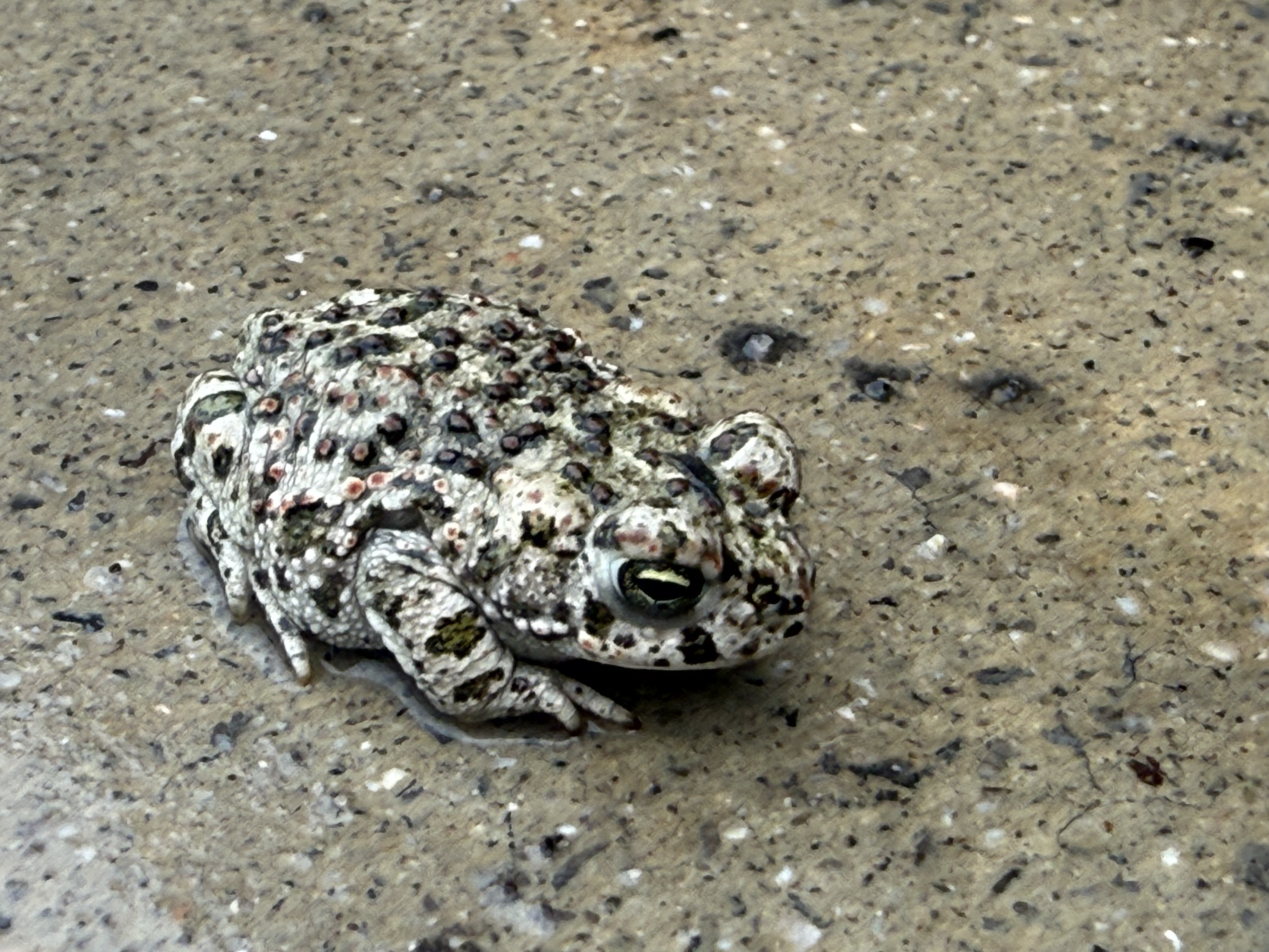 Close up of the tiny frog.